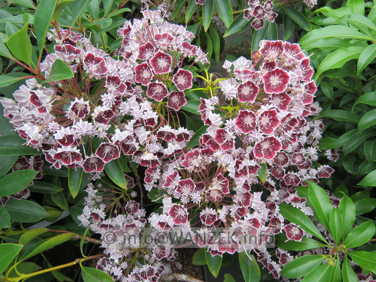 Kalmia latifolia Mitternacht 04.JPG